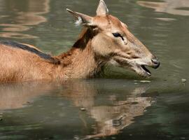 Young Pere Davids Deer Wading in Water photo