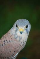 Small falcon turning its head to the camera photo