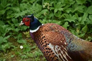 Gorgeous Pheasant with Bright Colored Pheasant in the Wild photo