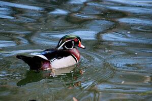 Pretty Markings on a Swimming Male Wood Duck photo