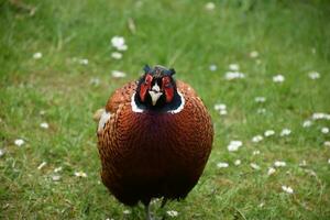Looking Directly into the Face of a Wild Pheasant photo