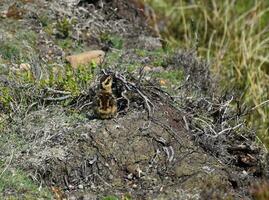 Baby Grouse Chick Near a Heather Bush on the Moors photo