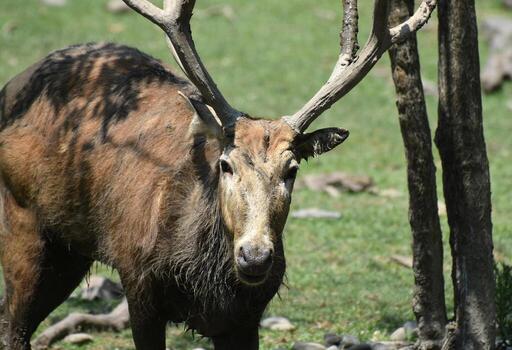 Pere Davids Deer with a Full Rack photo