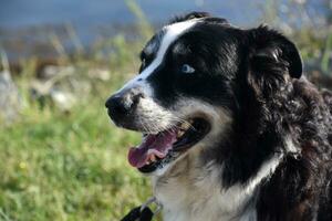 Blue Eyed Australian Shepherd Dog with Ears Back photo