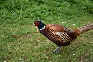 Colorful Game Pheasant in the Wild on a Spring Day photo