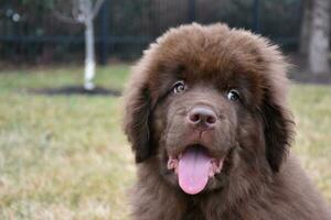 Clueless Looking Brown Newfie Puppy Dog with a Tongue Out photo