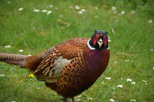 Pheasant Looking Back Over His Shoulder in England photo