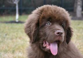 Fluffy Brown Newfoundland Puppy with His Tongue Out photo