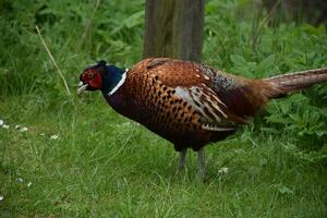 Gorgeous Male Pheasant in Very Long Grass photo