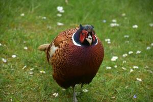 Glorious Colors on a Game Pheasant in the Wild photo