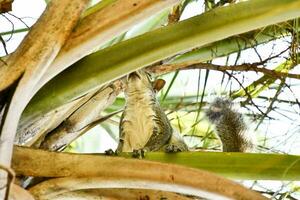 a squirrel is sitting in a palm tree photo