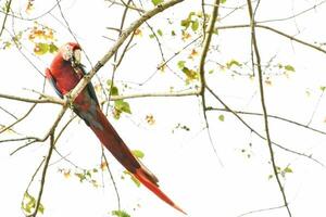 un rojo y azul loro sentado en un árbol rama foto