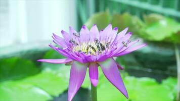 Biene sind fliegend und Essen Pollen von Lotus auf ein Natur Hintergrund. video