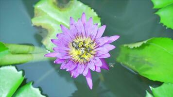 abeille sont en volant et en mangeant pollen de lotus sur une la nature Contexte. video