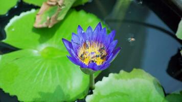 bij zijn vliegend en aan het eten stuifmeel van lotus Aan een natuur achtergrond. video