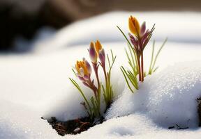 First flower, snowdrops growing from snow, spring begins. Generative AI photo