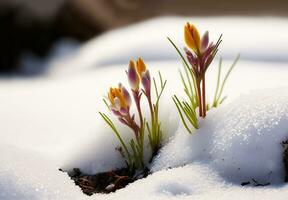 First flower, snowdrops growing from snow, spring begins. Generative AI photo