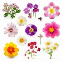 primavera y verano flores de cerca floral colección ver desde encima aislado en blanco antecedentes. generativo ai foto