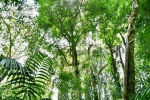 trees in the jungle photo