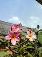 plumería, frangipani, templo árbol, hermosa soltero plumeria flor de cerca foto