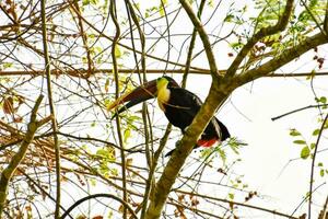 a toucan perched on a tree branch in the forest photo