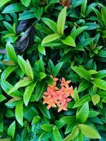 Soka Flower, Ixora coccinea, Jungle geranium, Flame of the Woods, a species of flowering plant in the family Rubiaceae photo