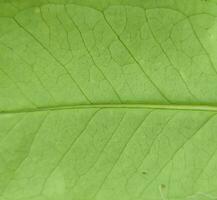 texture, pattern, veins of wild leaves in the forest photo