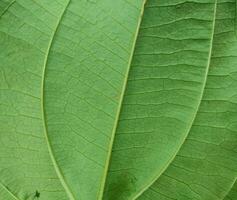 texture, pattern, veins of wild leaves in the forest photo