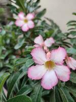 adenium obesum flores floreciente en verde hojas de cerca hermosa flor es un planta ese lata ser fácilmente crecido. muy resistente a sequía condiciones Hasta que recepción el apodo Desierto Rosa foto