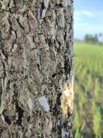 the texture of the patterns and veins of the trees that are near the rice fields photo