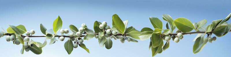of Mistletoe Christmas specials, AI Generated. photo