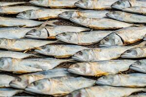 rows of drying mackerel or saba fish on the road by the ocean in an Indian village. poor areas of goa photo