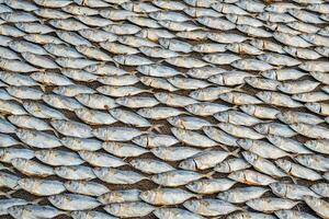 rows of drying mackerel or saba fish on the road by the ocean in an Indian village. poor areas of goa photo