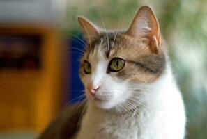 Enchanting Grey and White Kitty with Green Eyes photo