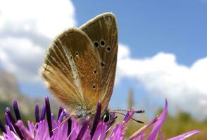 majestuoso marrón mariposa en vibrante macro flor foto