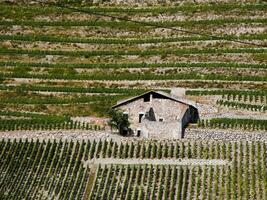 verde viñedos de chignin, saboya, Francia foto