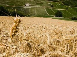 Golden Wheat Field Landscape, Chignin, Savoie, France photo