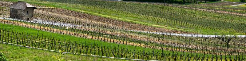 verde viñedos de chignin, saboya, Francia foto