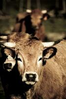 Savoyarde Cows in Chiaroscuro   Enchanting Farm Animal Portraits photo