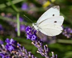Graceful Macro White Butterfly Pollinating Lavender photo