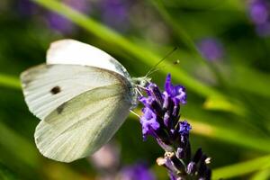 Graceful Macro White Butterfly Pollinating Lavender photo