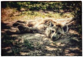 Relaxed Hyena Resting in Zoo photo