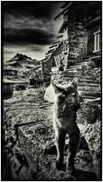 dramático negro blanco enigmático gato en antiguo Roca pueblo foto