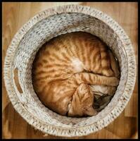 Cozy Siesta Red Tabby Cat Napping in Wicker Laundry Basket photo