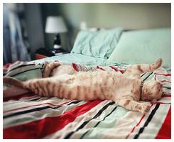 Sleeping Ginger Cat on Its Back in a Cozy Bed photo