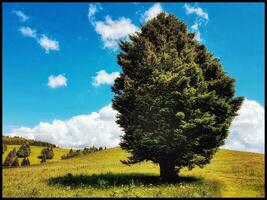 tranquilo verde paisaje con arboles y nubes foto