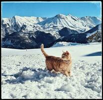 Playful Red Cat in Snowy Savoyard Mountains, La Toussuire, Maurienne, France photo