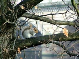 Graceful Squirrel Amongst the Branches photo