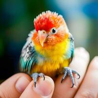 Miniature Marvel Colorful Parrot Grasped in Hand   Macro Generative AI Shot photo