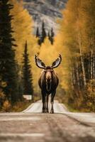 Magnificent Moose in Autumn on The Road   generative ai photo